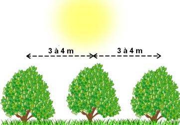 planter un verger espacement